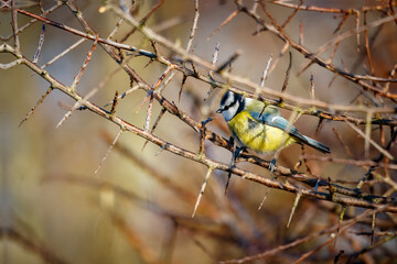 Fototapete bei efototapeten.de bestellen   
