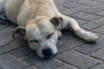 Close up of a light white dog lying on the ground of a street sleeping. pet.