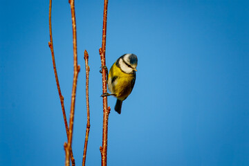 Fototapete bei efototapeten.de bestellen   