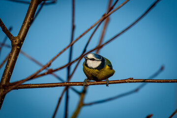 Fototapete bei efototapeten.de bestellen   