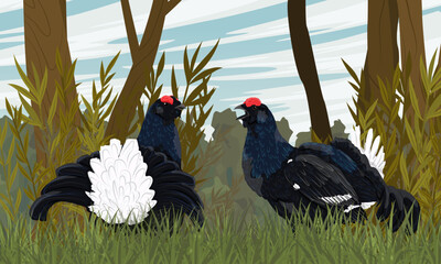 A pair of male black grouse displaying in a forest clearing with tall green grass and trees. Realistic vector bird
