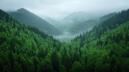 Naklejka premium Misty Green Mountains Surrounded by Lush Forests and Fog