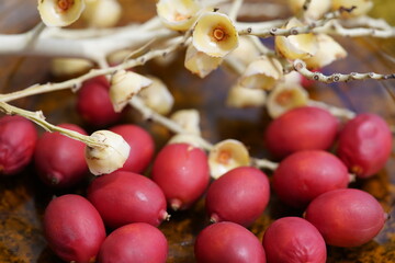 Adonidia merrillii, the Manila palm, is a palm tree species native to the Philippines (Palawan and Danjugan Island). Fortaleza Ceará, Brazil.
