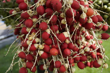 Adonidia merrillii, the Manila palm, is a palm tree species native to the Philippines (Palawan and Danjugan Island). Fortaleza Ceará, Brazil.