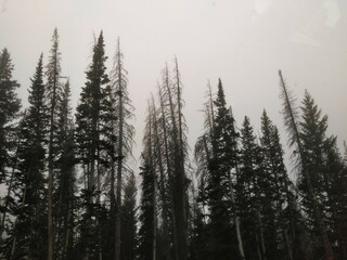 Beyond the Trees - Duchesne Utah. 