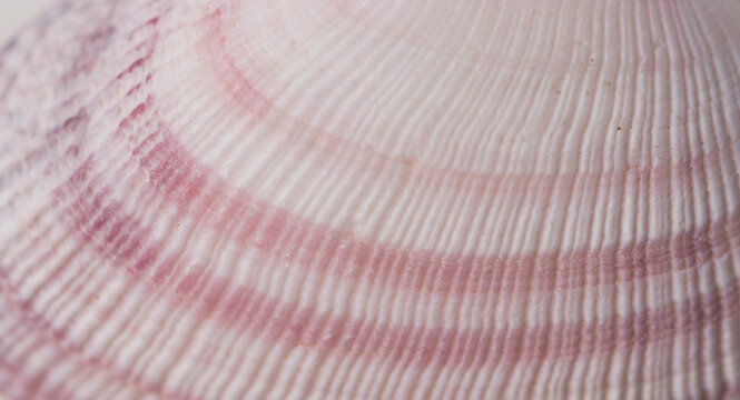 close up details of pink shell
