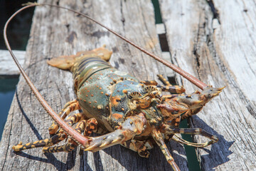 Close-up of dead lobster on the wooden floor under the sun