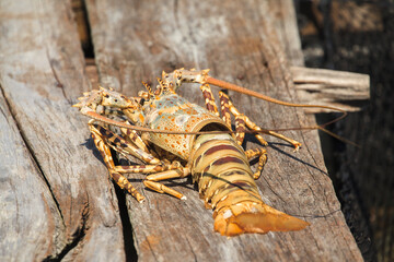 Dead lobster on the wooden floor under the sun