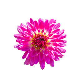 Dahlia flower isolated on white background with clipping path,Closeup. For design. Nature., Chrysanthemum bright pink flower,Closeup no shadows. Garden flower. Nature