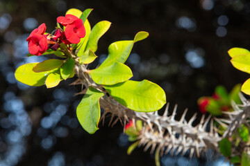 Euphorbia