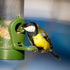 Great Tit perched on Branch and feeder