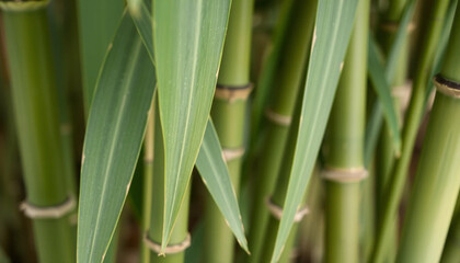 close up of bamboo leaves with gentle curves