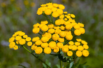 Bright yellow flowers in a green meadow