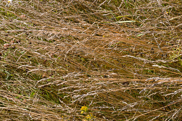 Dried grass swaying in the wind