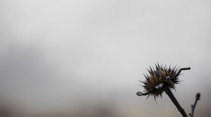thistle in the wind