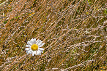 Daisy blooming in golden grass field