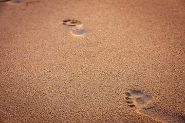 Footprints in the Sand