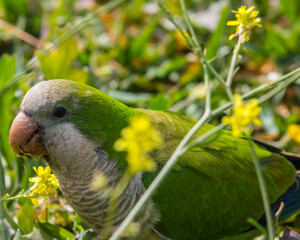 Parakeet © chrisdorney