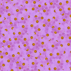 seamless Cosmos flowers in vibrant pink background