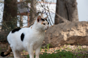 pictures of stray cats  on the street
