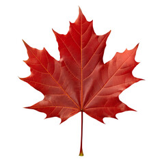 Obraz premium maple leaf isolated on white
