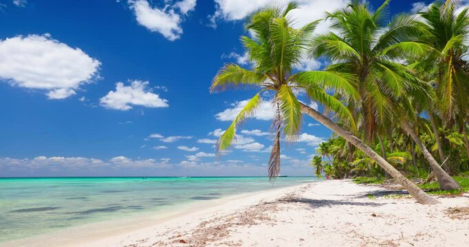 Caribbean tropical island beach with palm trees and sea shore, travel vacation in exotic Dominican Republic