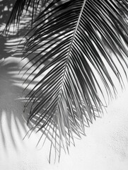 Obraz premium Palm fronds cast shadows on concrete wall.