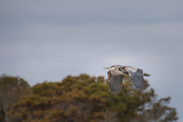 Great Blue Heron Flies Over a Tree Line
