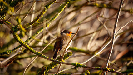 Eurasian Robin (Red Breast) at Hauxley Nature Reserve