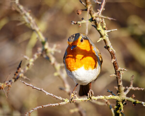 Eurasian Robin (Red Breast) at Hauxley Nature Reserve