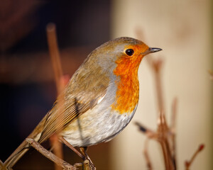 Eurasian Robin (Red Breast) at Hauxley Nature Reserve