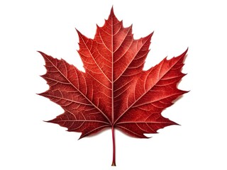 maple leaf isolated on white background