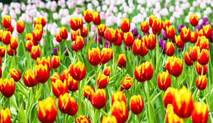 beautiful tulips full of color ,tulip flower bloom on background of garden. Spring flowers Tulips