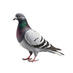 Naklejka premium Detailed Studio Shot of a Pigeon Against a Transparent Background