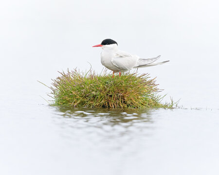 Arctic Tern on a turf in a lake in Iceland