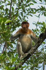 Fototapeta premium Male proboscis monkey (Nasalis larvatus) sitting in a rainforest tree, Borneo, Malaysia