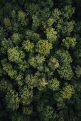 Naklejka premium Close-up of dense foliage in a forest with various shades of green indicating healthy vegetation. Ideal for ecology, nature, and conservation themes.