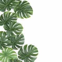Tropical leaves border, white background, design