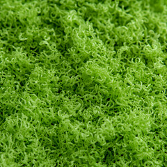 Green noodles texture close-up. Food background