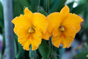 Obraz premium yellow flowers. Vibrant cattleya, Natural background with the beautiful orchids, beautiful cattleya at Nursery orchids in Thailand. Orchids and garden on nature background ideas concept