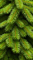 Lush green spruce branches close-up