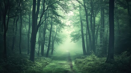 Enchanting Forest Path with Mysterious Green Fog evokes Serenity and Wonder.