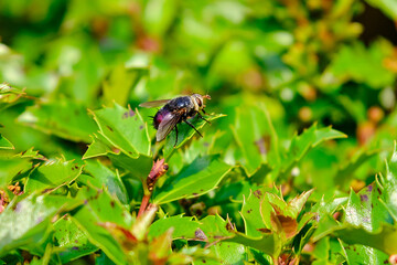 Bristle fly sit on top of a holly leaf
