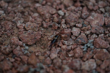 A close-up macro shot of a small insect navigating rough, rocky terrain. Capturing detailed textures of the earth, stones, and wildlife. Perfect for nature, entomology, and macro photography themes.
