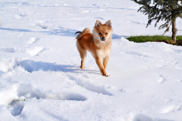 Beige pomeranian dog in the snow 