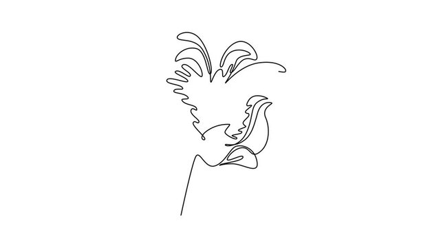 Animated self drawing of continuous line draw beauty fresh bergamot monarda for home decor wall art poster print. Decorative bee balm flower for greeting card frame. Full length single line animation