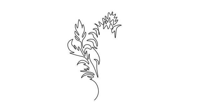Self drawing animation of single line draw beauty fresh bear's breeches for garden logo icon. Decorative acanthus flower concept for floral invitation card. Continuous line draw. Full length animated