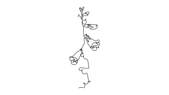 Animated self drawing continuous line draw beauty fresh foxglove for garden logo icon. Decorative digitalis purpurea flower concept for home wall decoration poster art. Full length one line animation