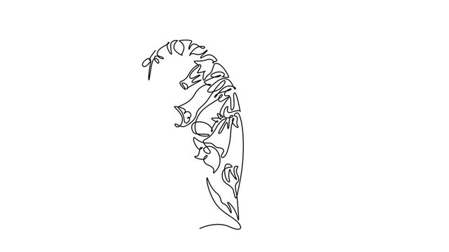 Animated self drawing continuous line draw beauty fresh digitalis purpurea for home art wall decoration poster print. Decorative foxglove flower concept greeting card. Full length one line animation