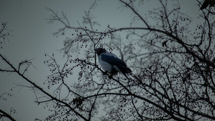 crow on a tree